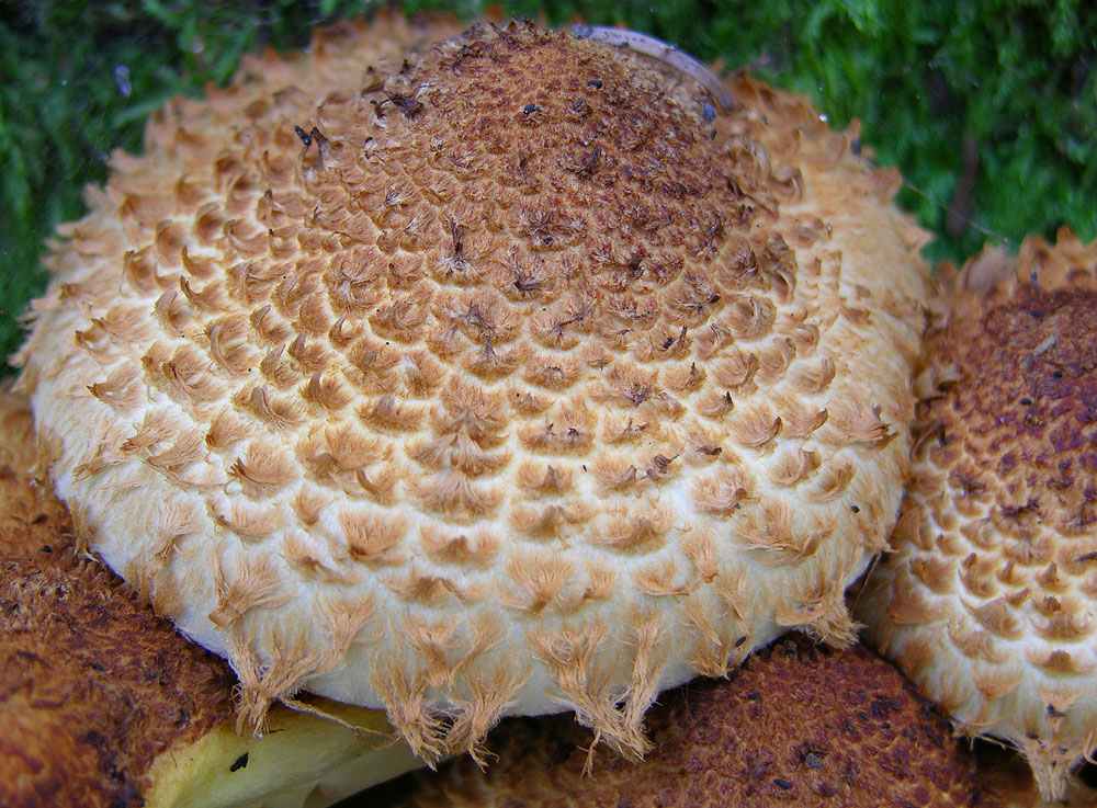 Pholiota squarrosa (Weigel: Fr.) Kummer